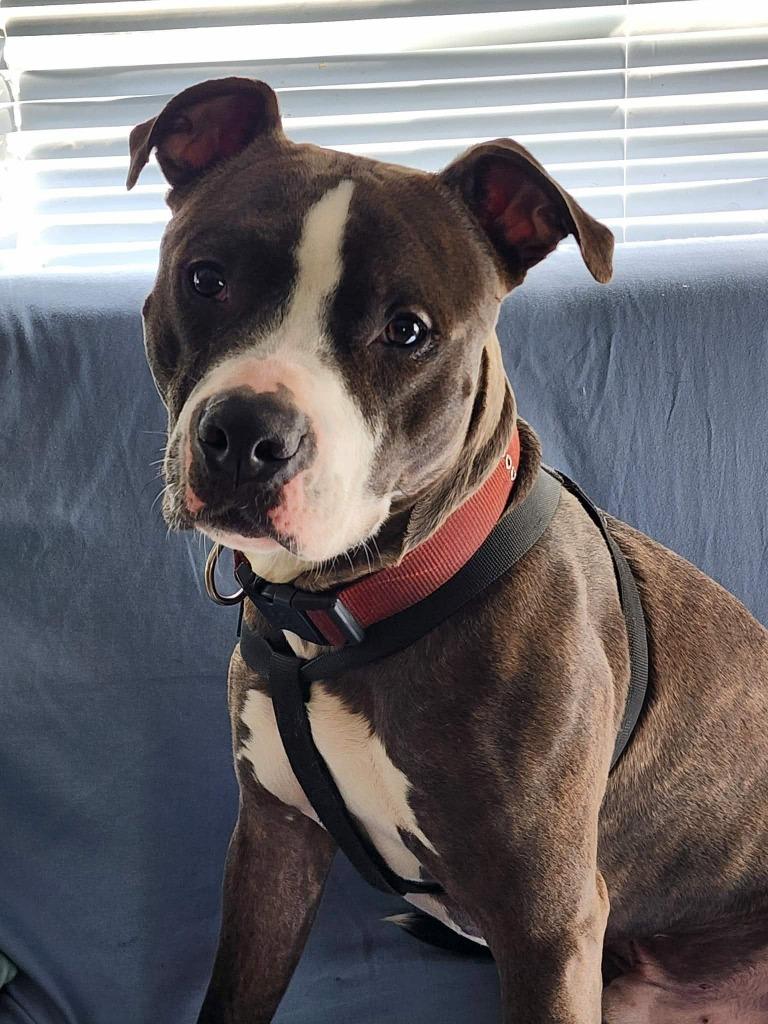 Enlarge Rocky, a Adoptable mixed breed in sun prairie, WI image 3/3
