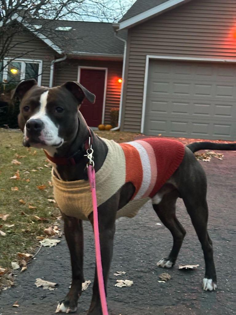 Enlarge Rocky, a Adoptable mixed breed in sun prairie, WI image 2/2