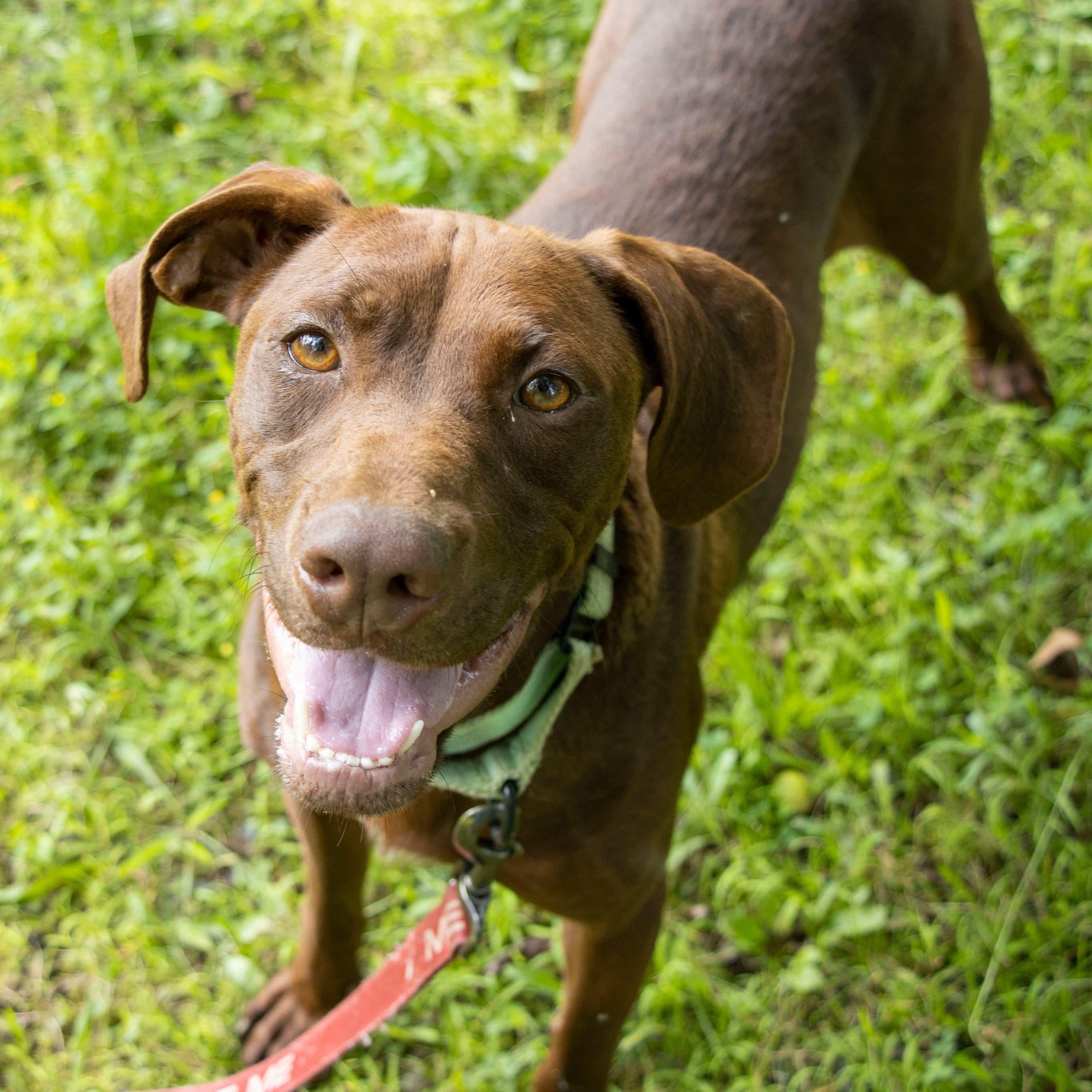 Photo of Maple
