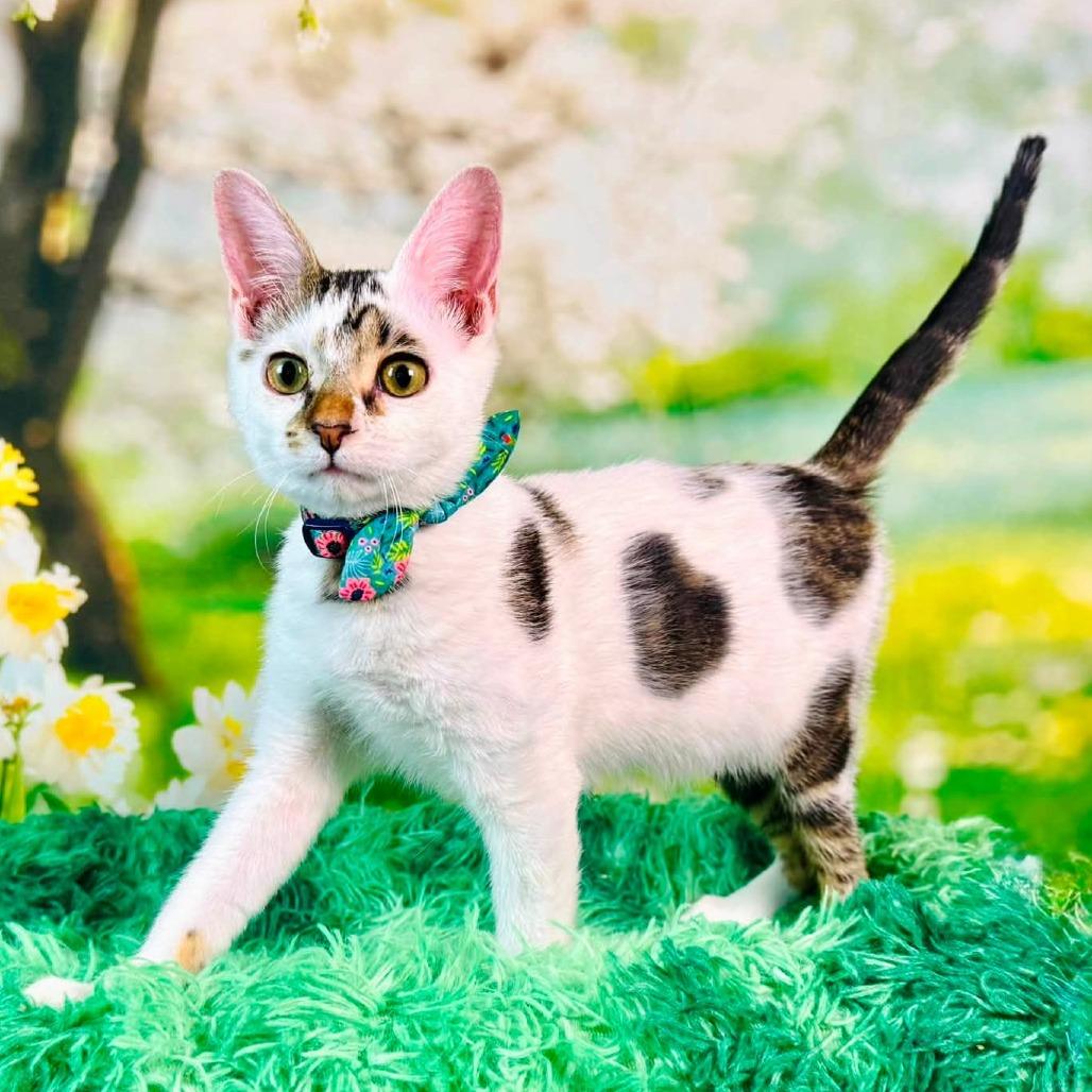 Skedaddle, Adoptable, Kitten Female Turkish Van.