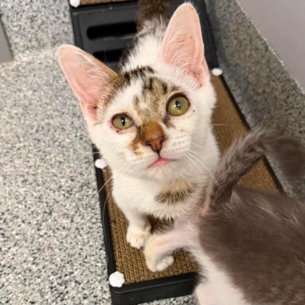 Enlarge Skedaddle, a Adoptable Turkish Van in Wichita, KS image 2/5