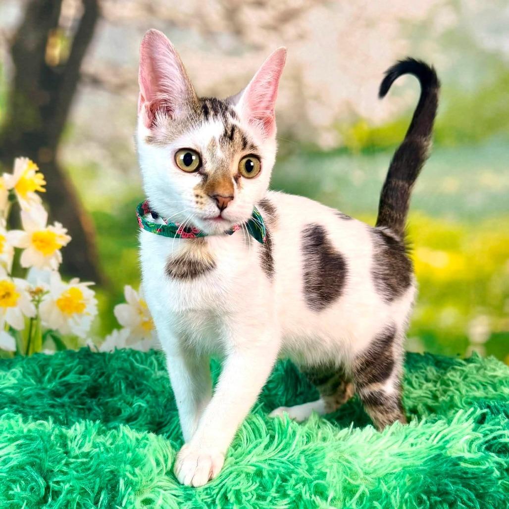Enlarge Skedaddle, a Adoptable Turkish Van in Wichita, KS image 3/5