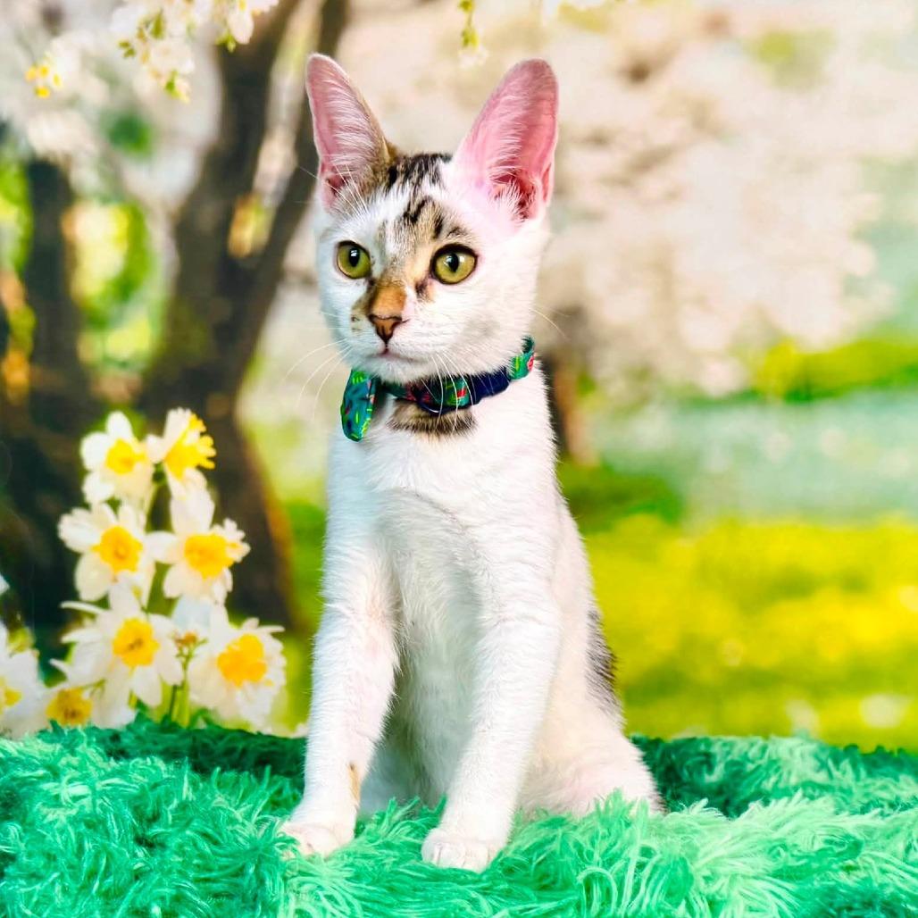 Enlarge Skedaddle, a Adoptable Turkish Van in Wichita, KS image 4/5
