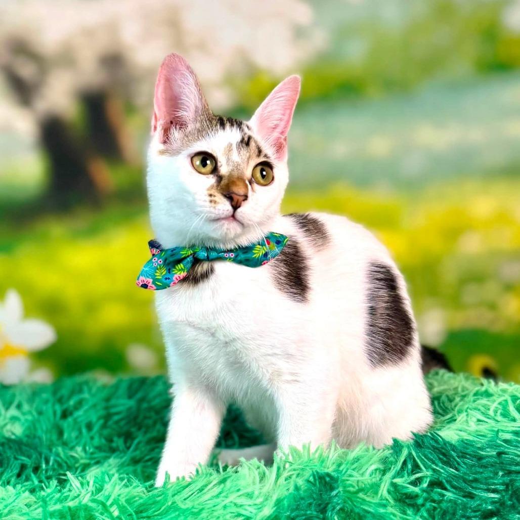 Enlarge Skedaddle, a Adoptable Turkish Van in Wichita, KS image 5/5