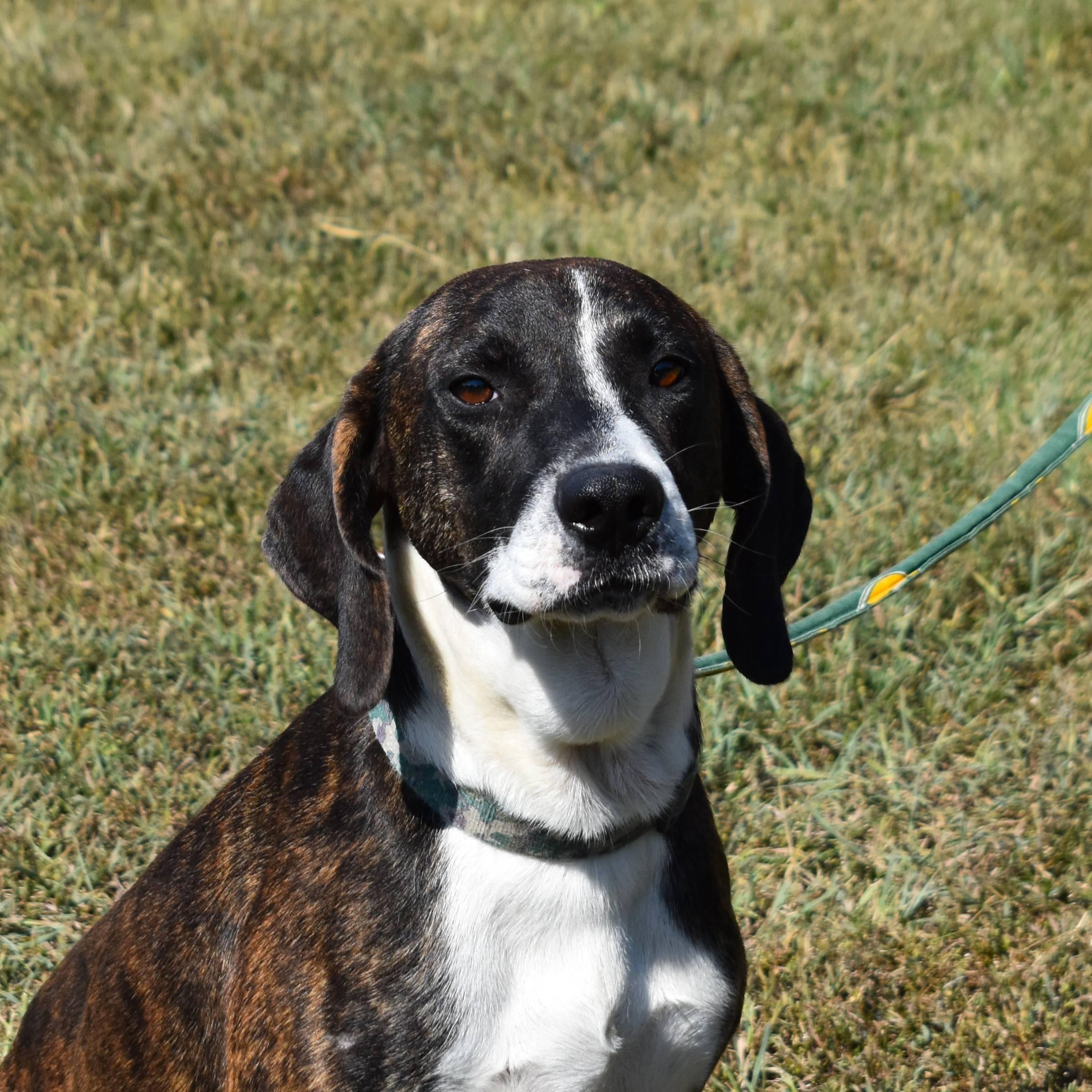 Thunder, Adoptable, Adult Male Hound.