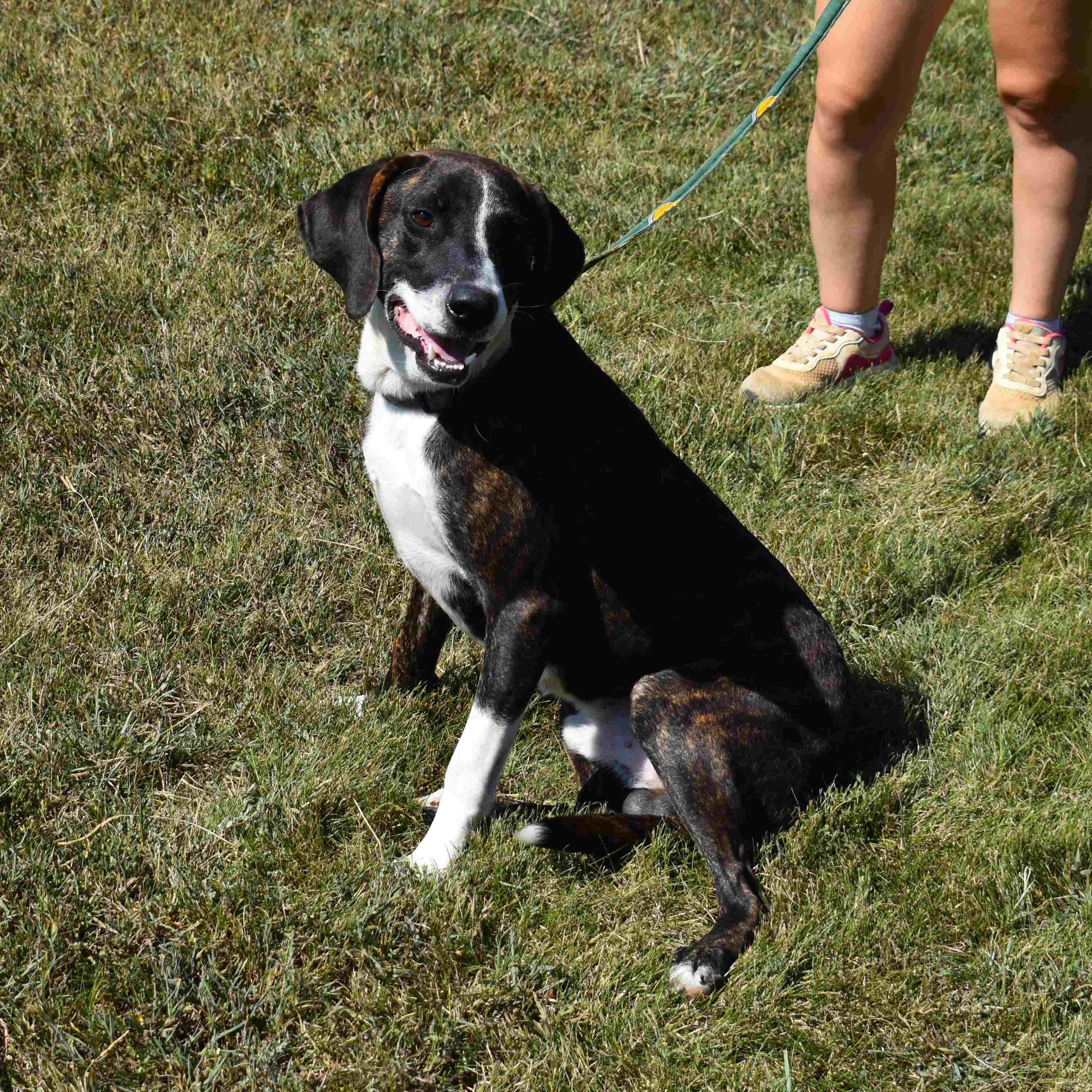 Enlarge Thunder, a Adoptable mixed breed in Searcy, AR image 6/6
