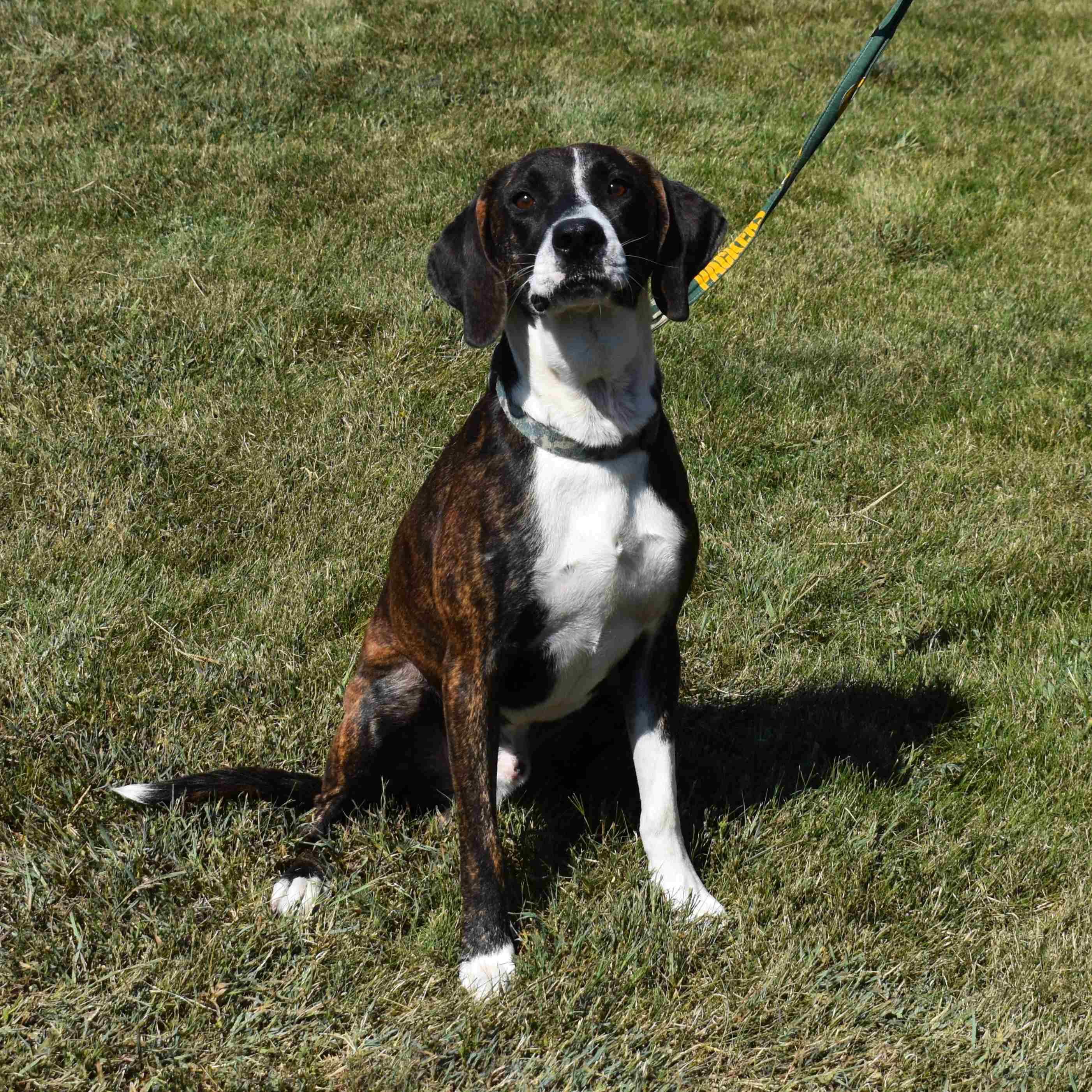 Enlarge Thunder, a Adoptable mixed breed in Searcy, AR image 5/6