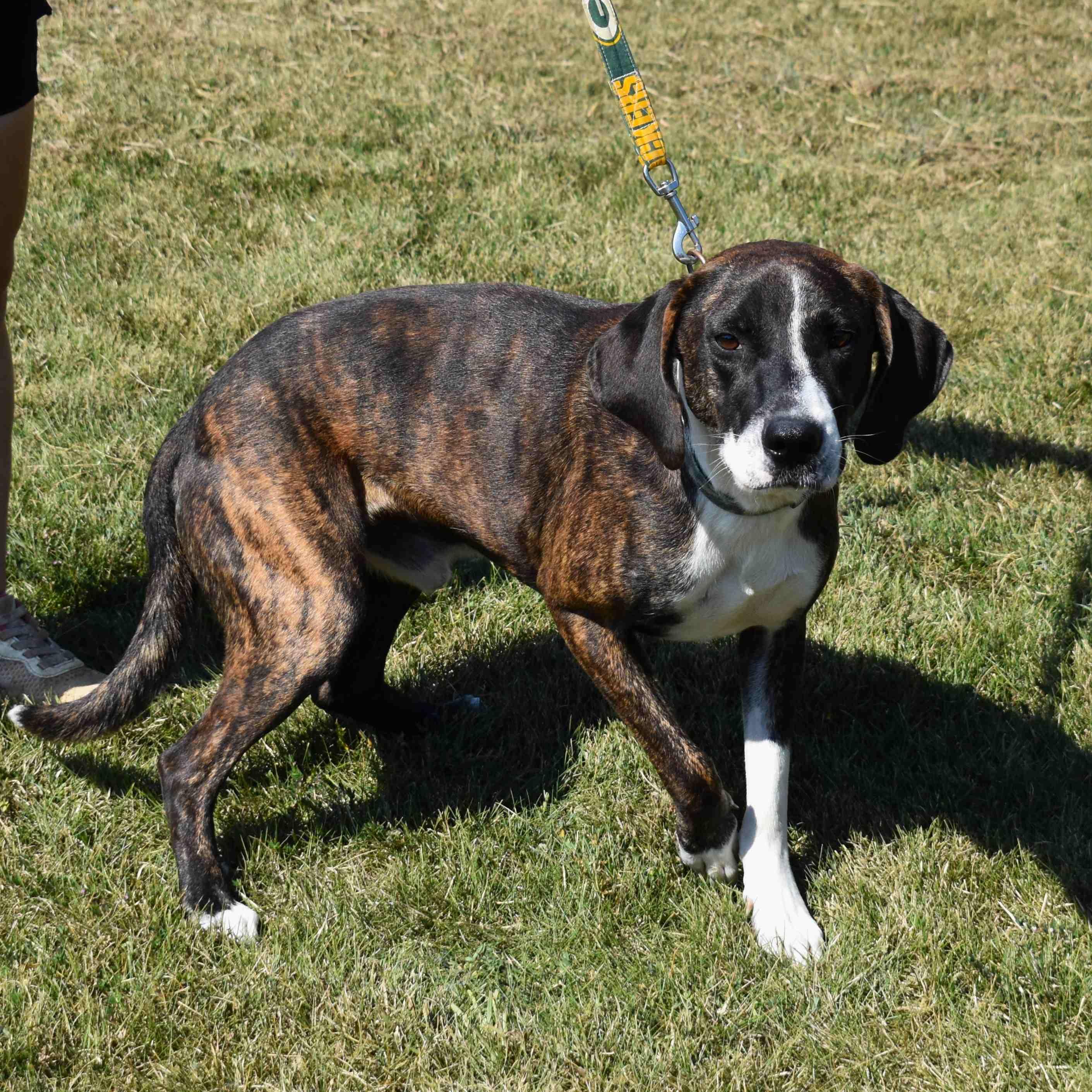 Enlarge Thunder, a Adoptable mixed breed in Searcy, AR image 2/6