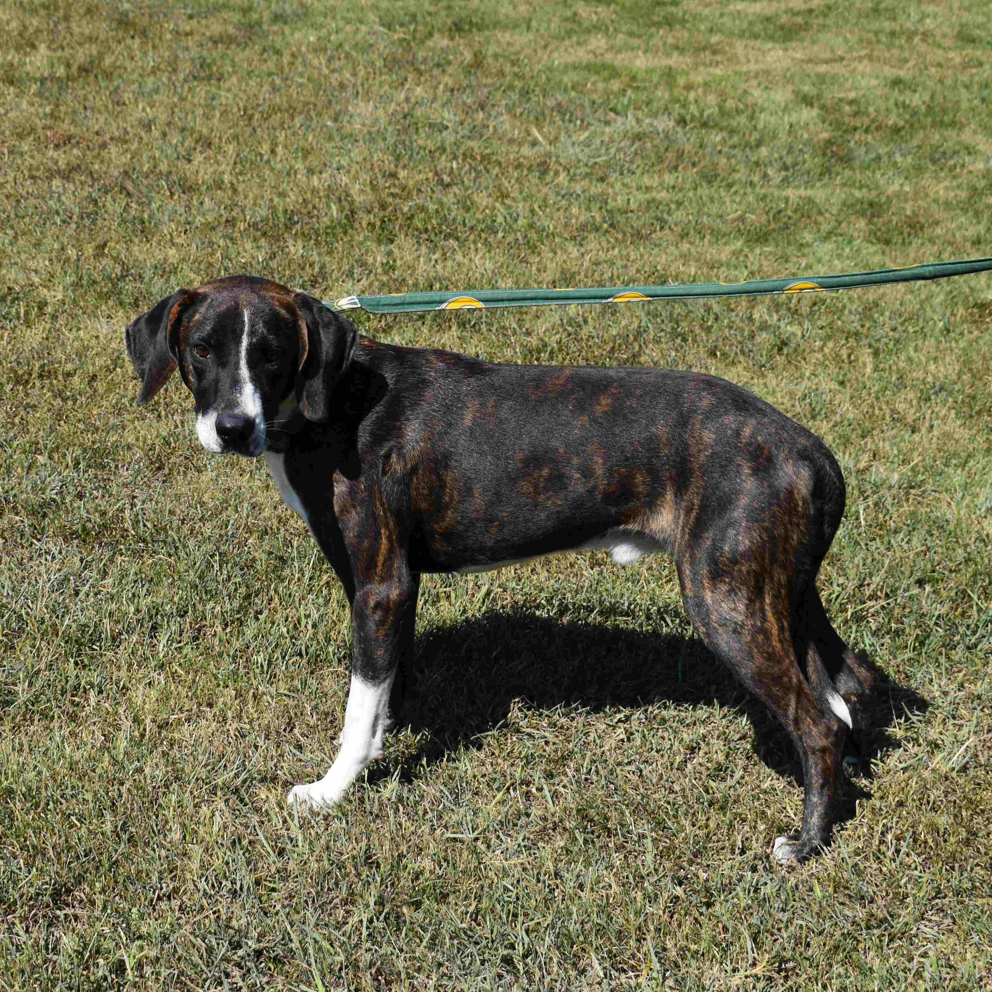 Enlarge Thunder, a Adoptable mixed breed in Searcy, AR image 3/6