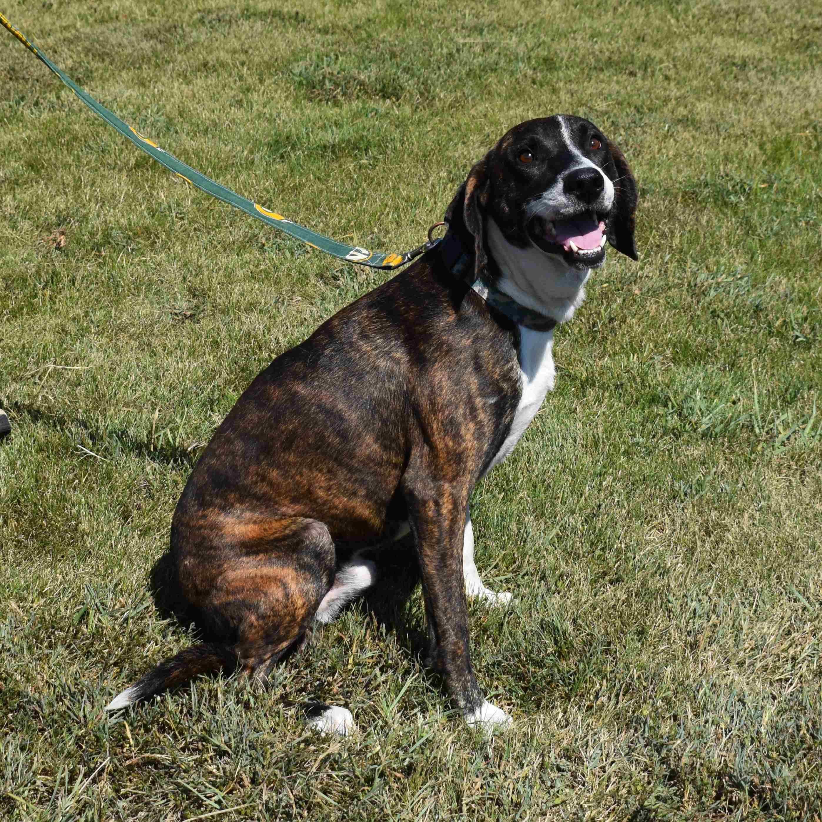 Enlarge Thunder, a Adoptable mixed breed in Searcy, AR image 4/6