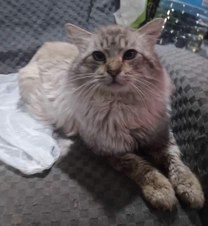 Nibbler, Adopted, Adult Male Siamese.