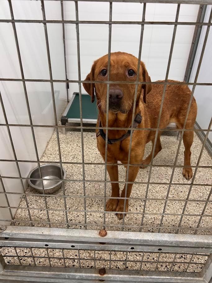 Otter (Audi), Adoptable, Adult Female Labrador Retriever.