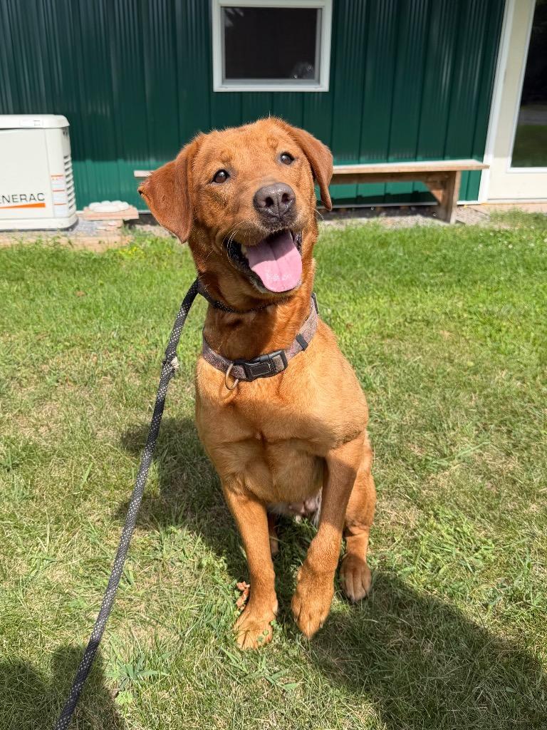 Enlarge Otter (Audi), a Adoptable Labrador Retriever in Glenfield, NY image 2/2