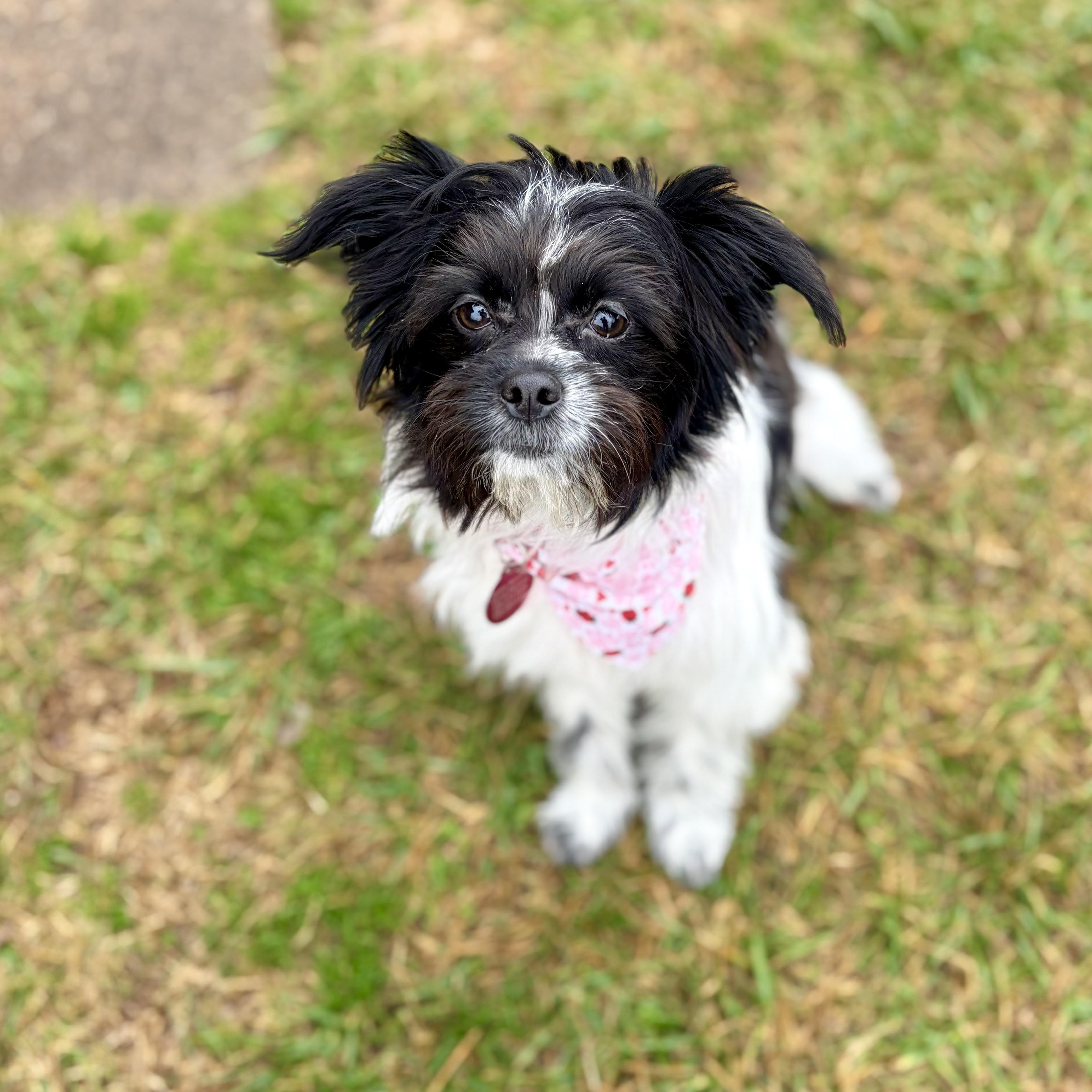 Enlarge Mia, an adopted mixed breed in Greensboro, NC image 2/6