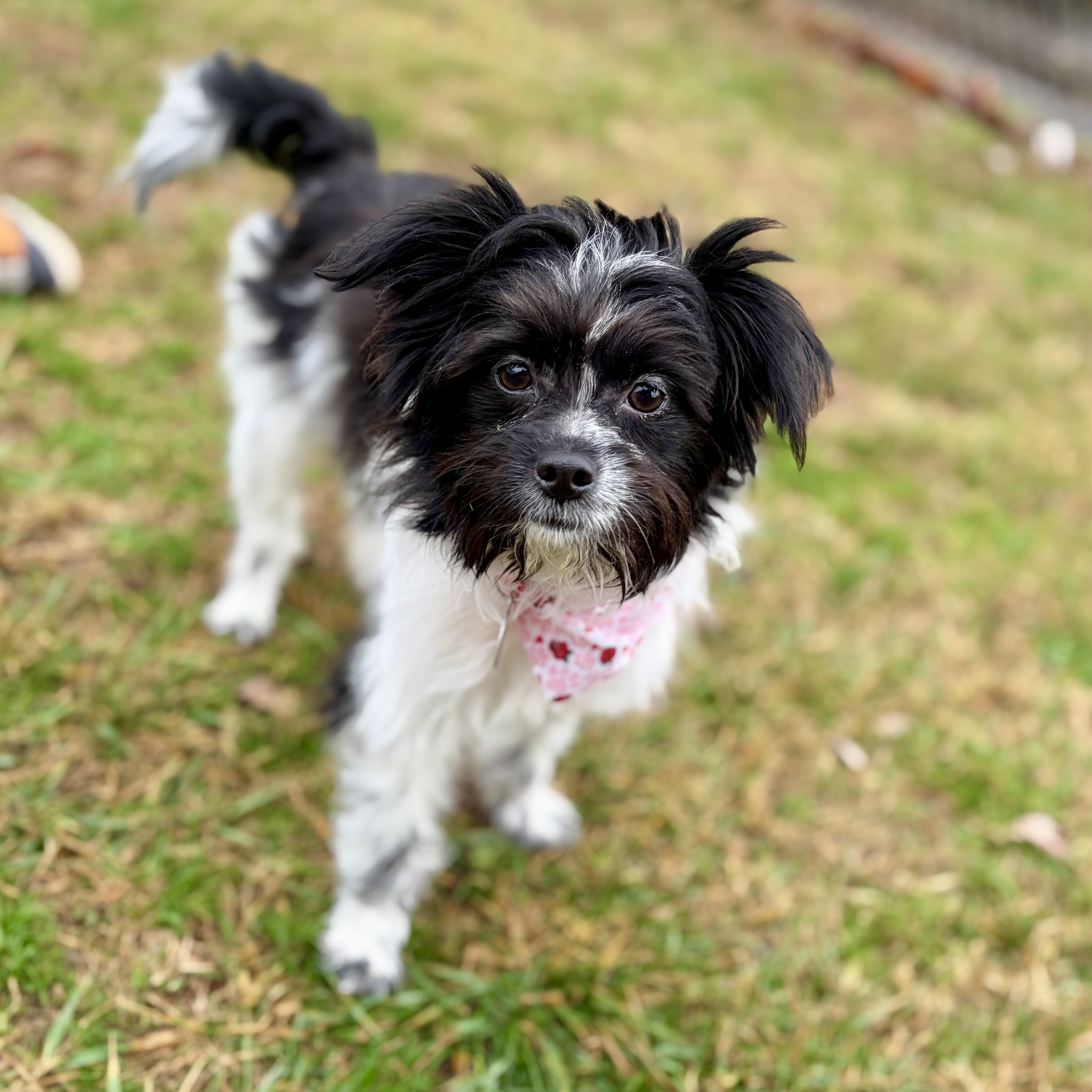 Enlarge Mia, an adopted mixed breed in Greensboro, NC image 4/6