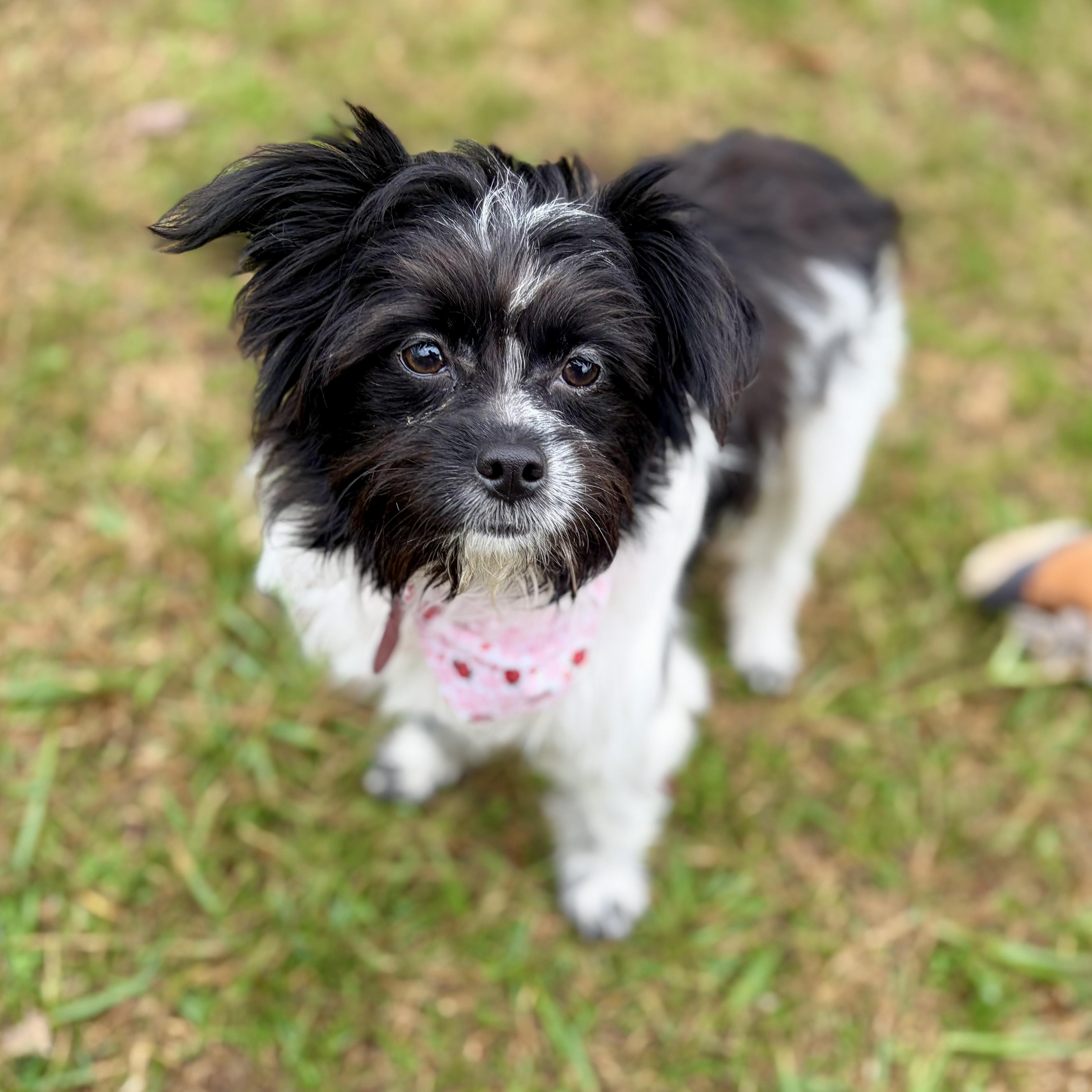 Enlarge Mia, an adopted mixed breed in Greensboro, NC image 5/6