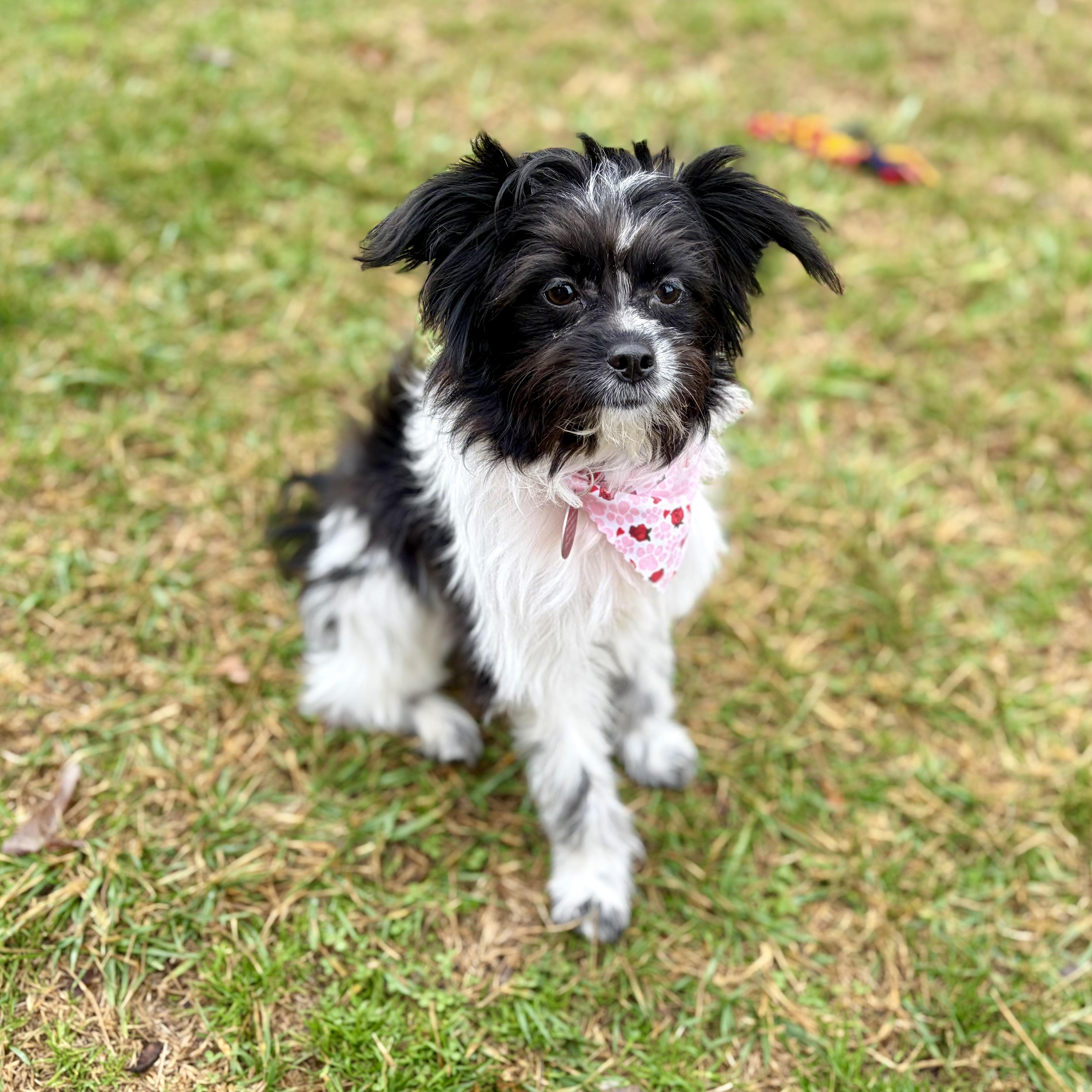 Mia, adopted, Young Female Shih Tzu.