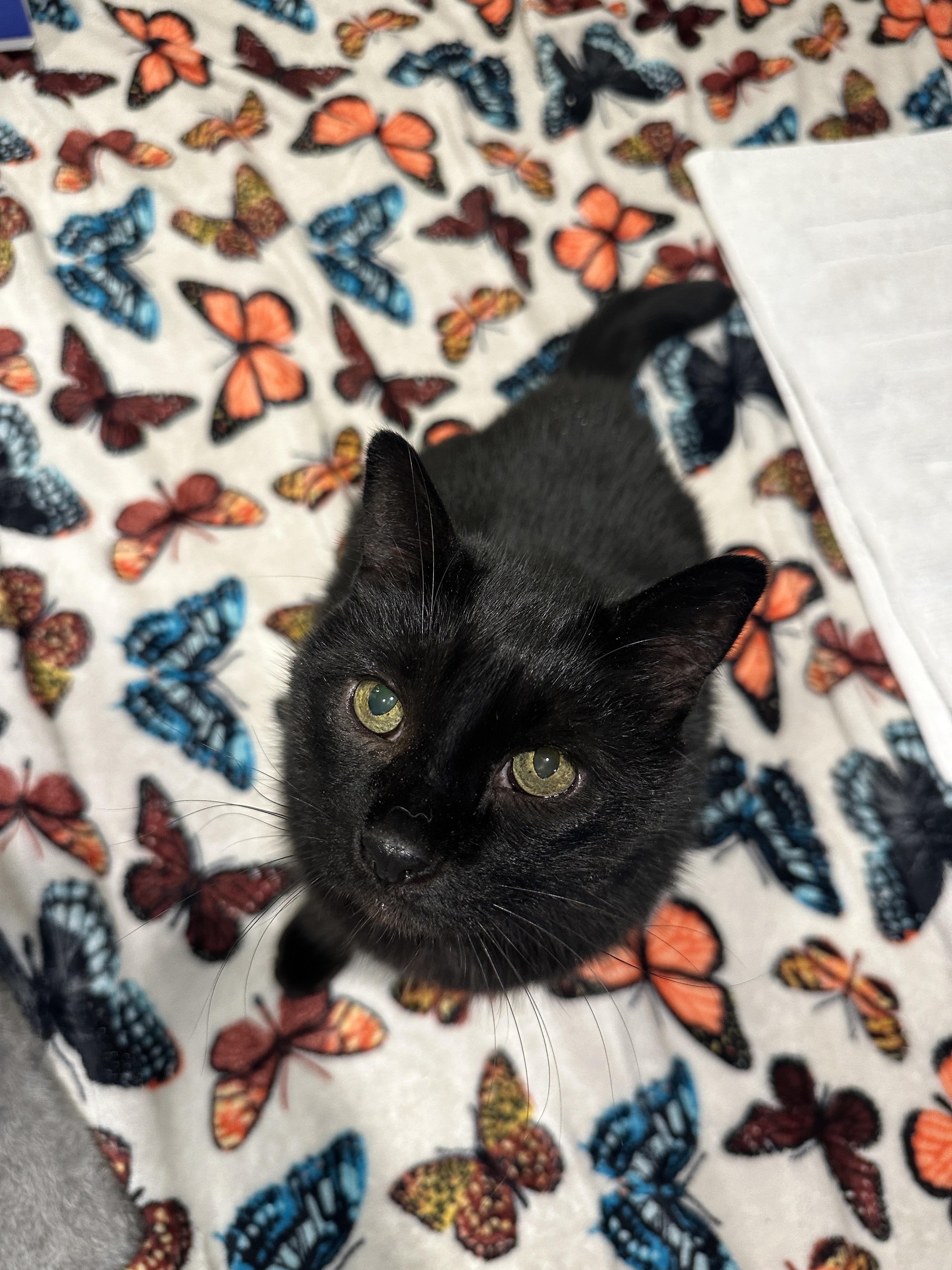 Enlarge Joey, a Adoptable Domestic Short Hair in Quakertown, PA image 2/6