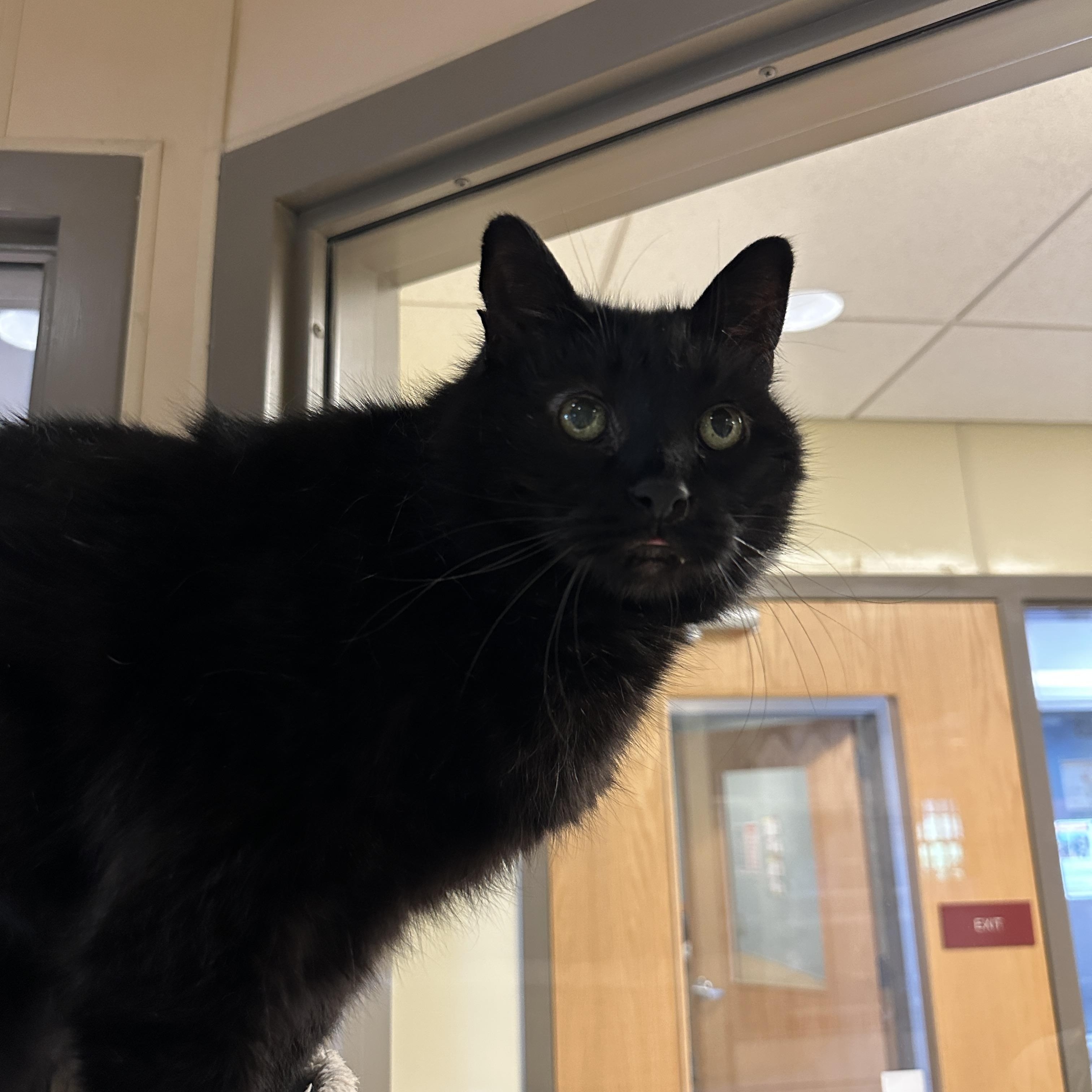 Enlarge Joey, a Adoptable Domestic Short Hair in Quakertown, PA image 5/6