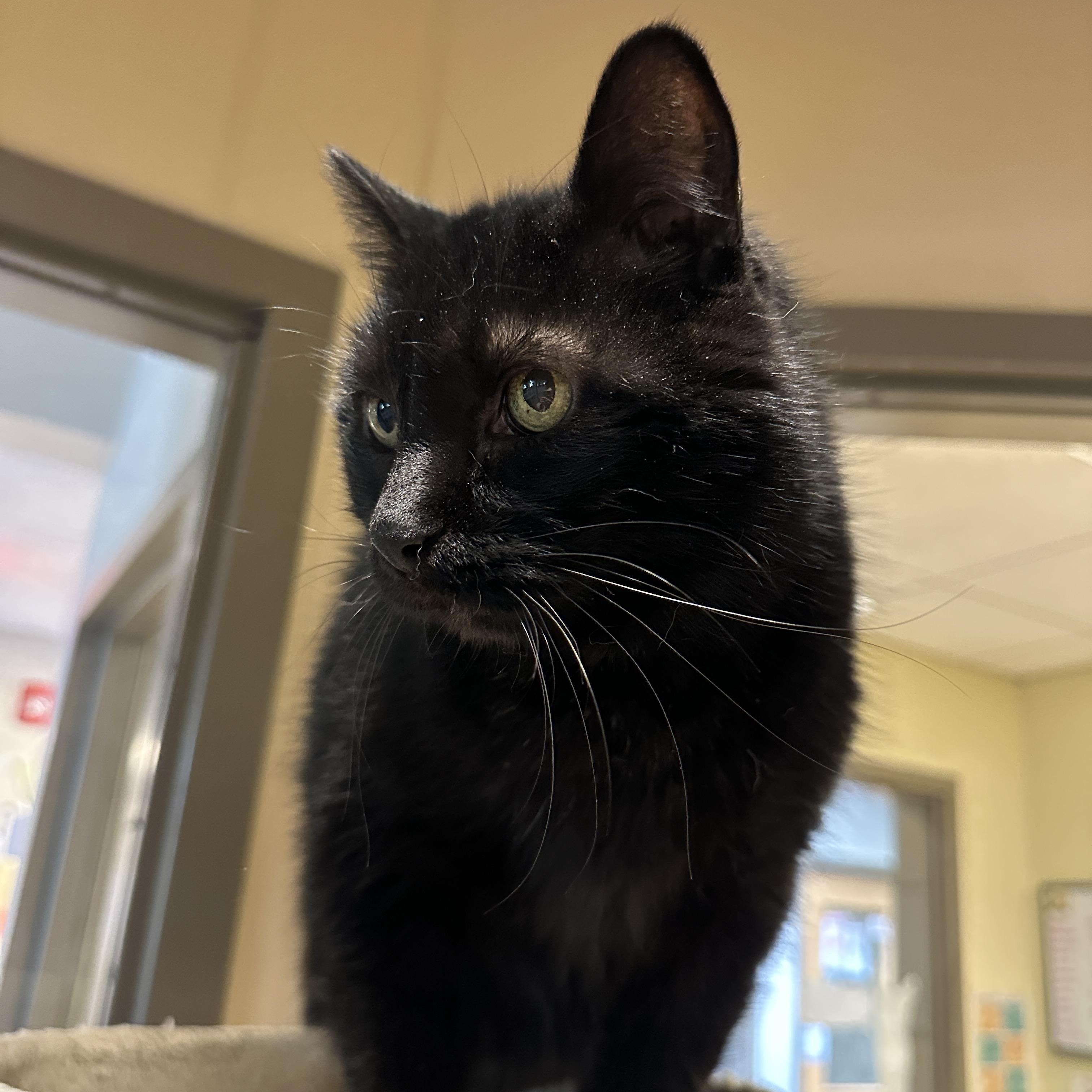 Enlarge Joey, a Adoptable Domestic Short Hair in Quakertown, PA image 6/6