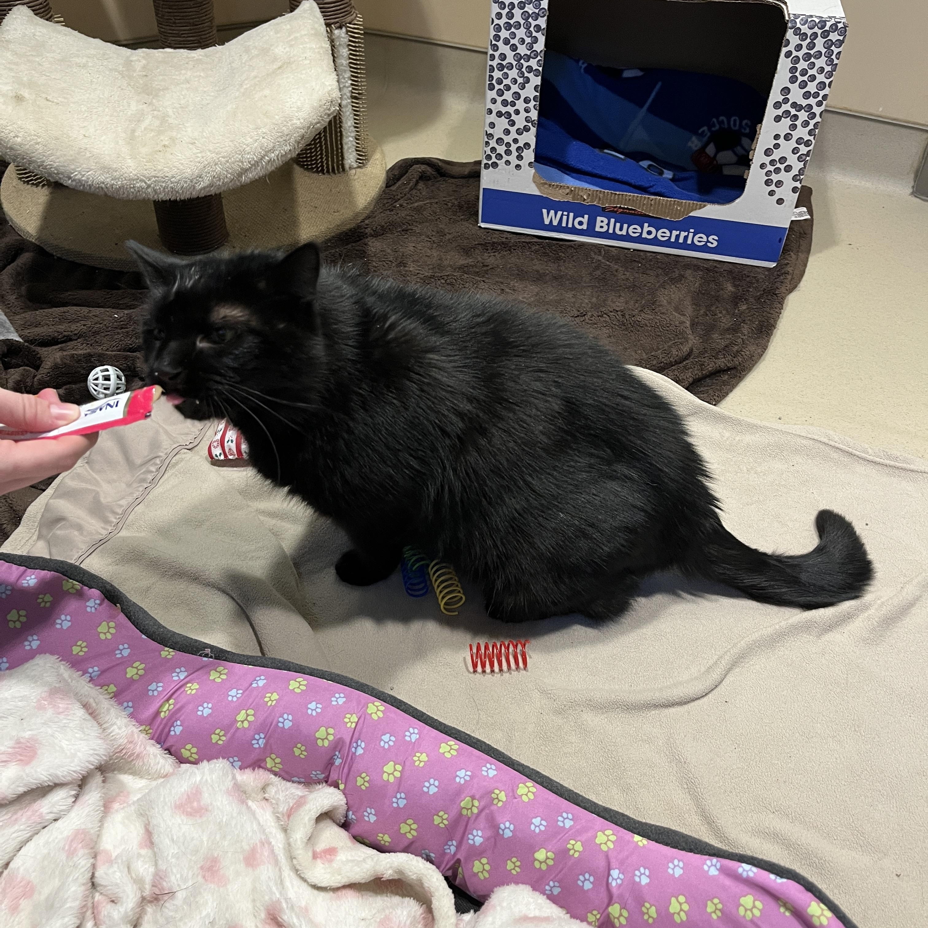 Enlarge Joey, a Adoptable Domestic Short Hair in Quakertown, PA image 3/6