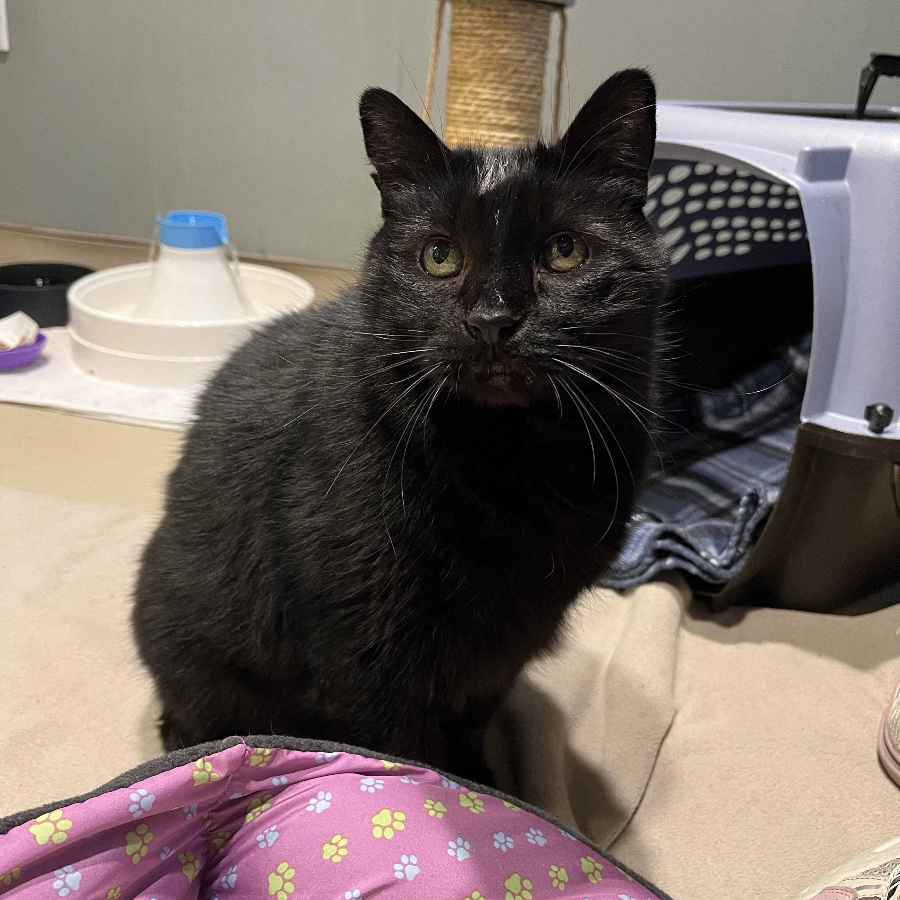 Enlarge Joey, a Adoptable Domestic Short Hair in Quakertown, PA image 4/6