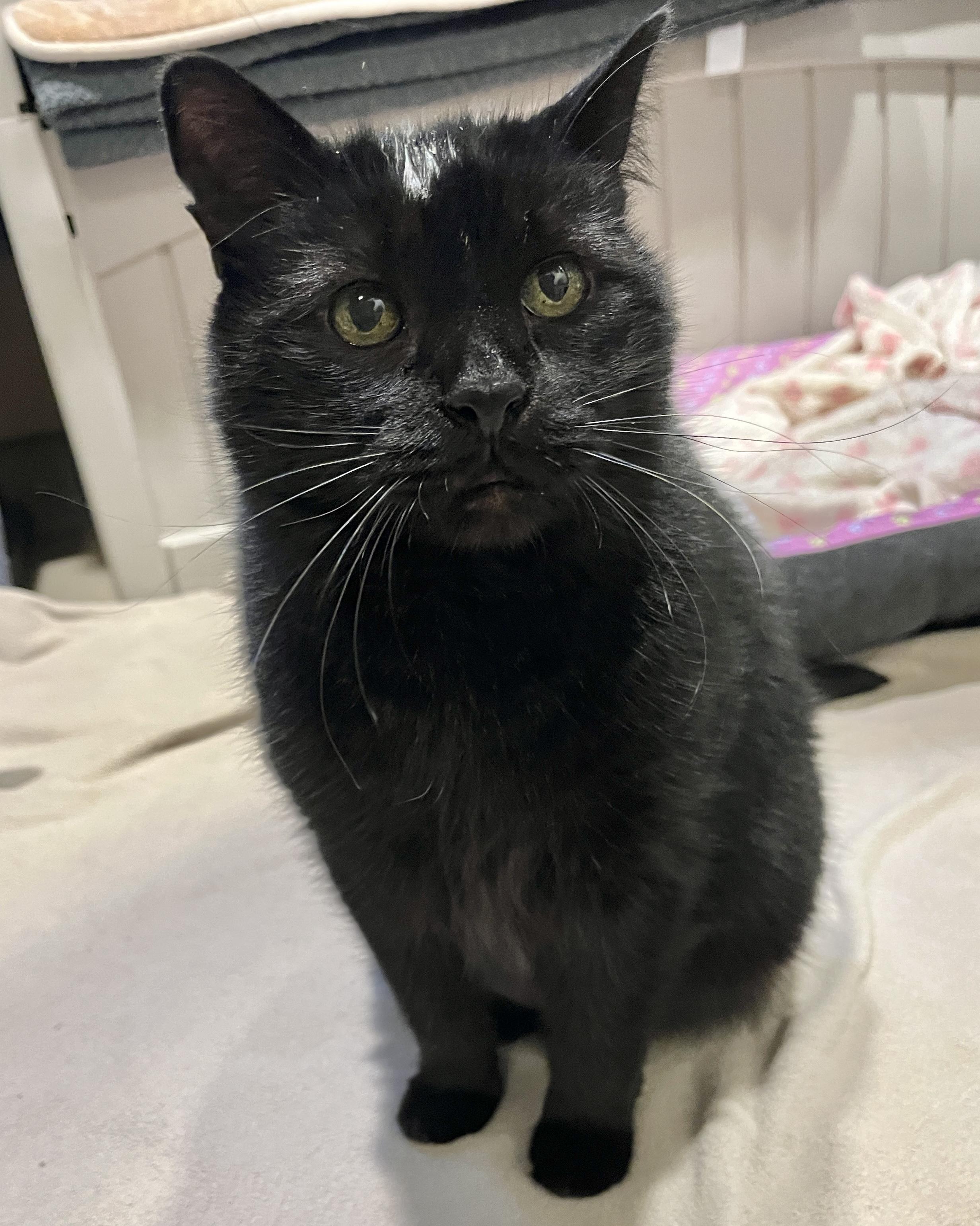Joey, Adoptable, Senior Male Domestic Short Hair.