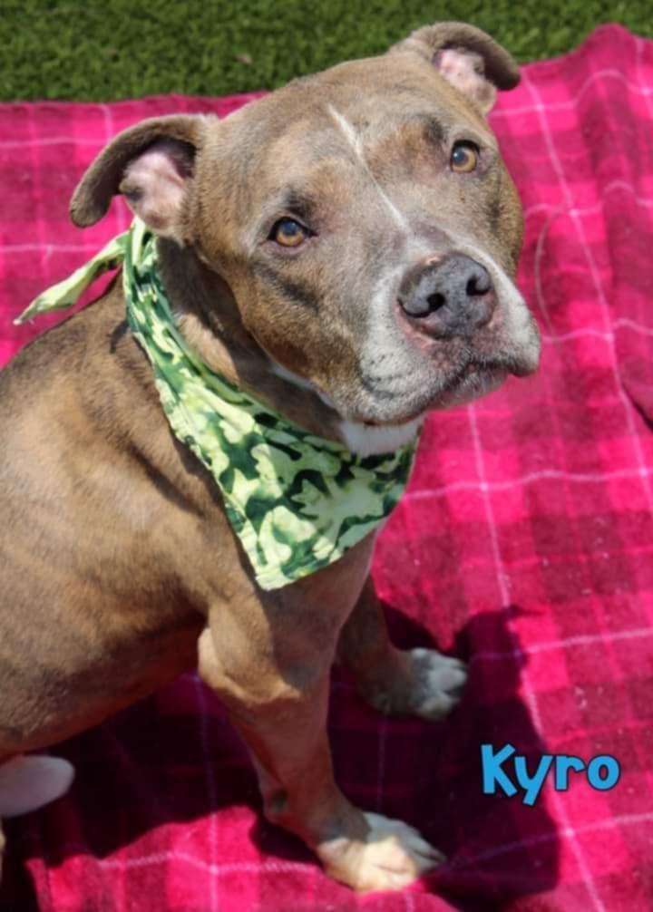 Kyro photo 4