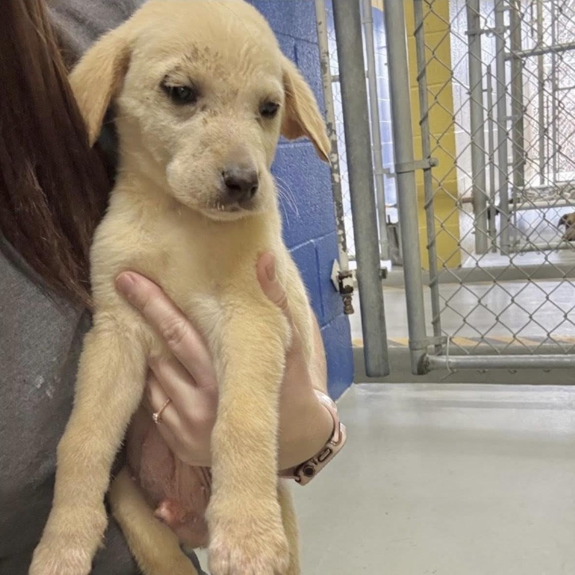 Enlarge Vix, a ADOPTABLE mixed breed in Yaphank, NY image 1/1