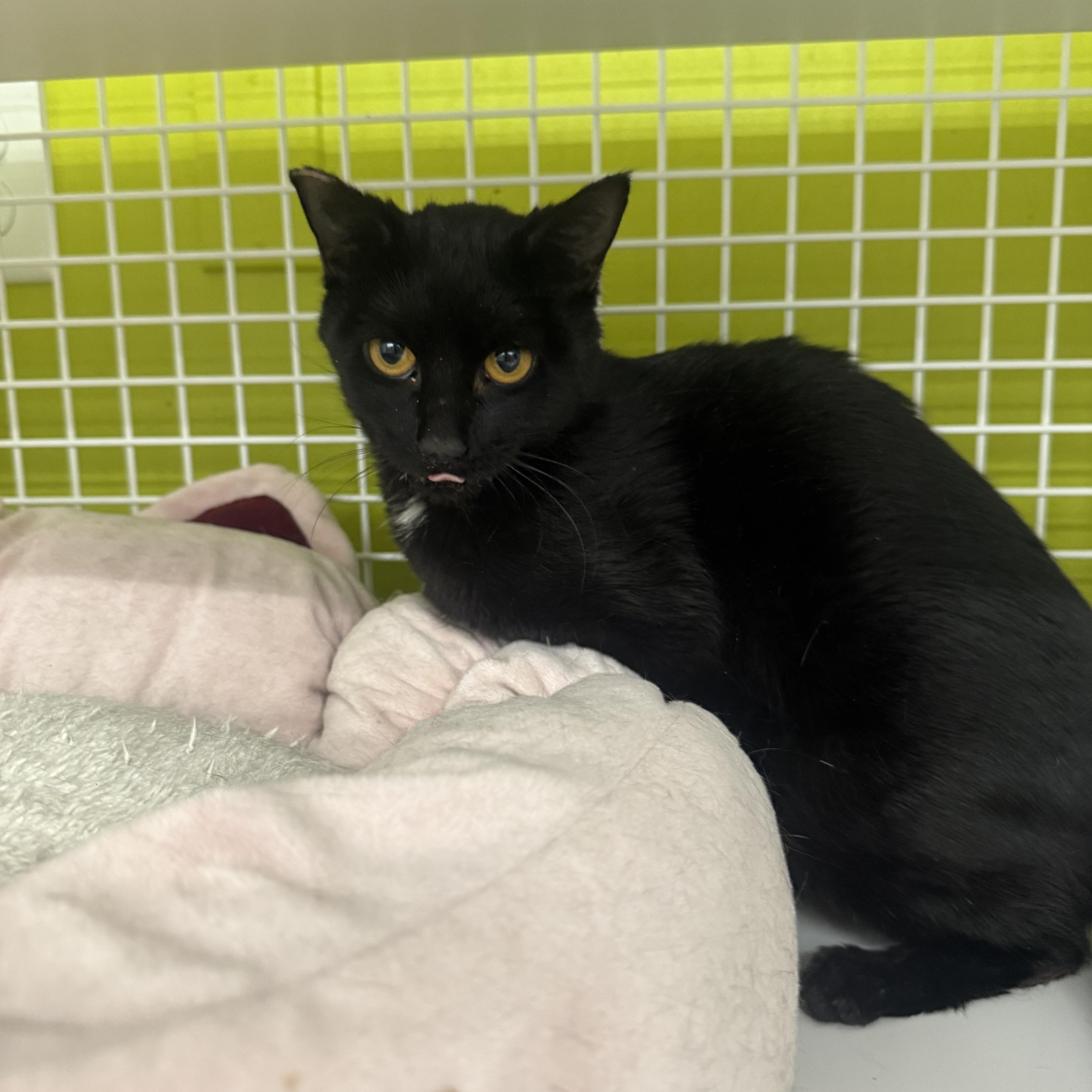 Enlarge Spellbound , an adoptable Domestic Short Hair in Las Vegas, NV image 1/1