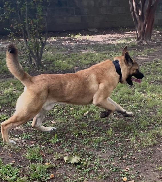 Enlarge Cash, a Adoptable Akita in Watertown, CT image 2/3