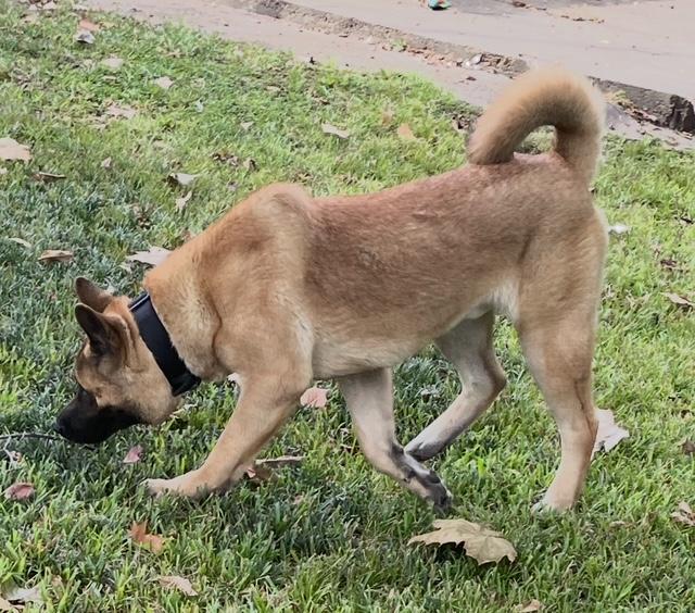 Enlarge Cash, a Adoptable Akita in Watertown, CT image 3/3