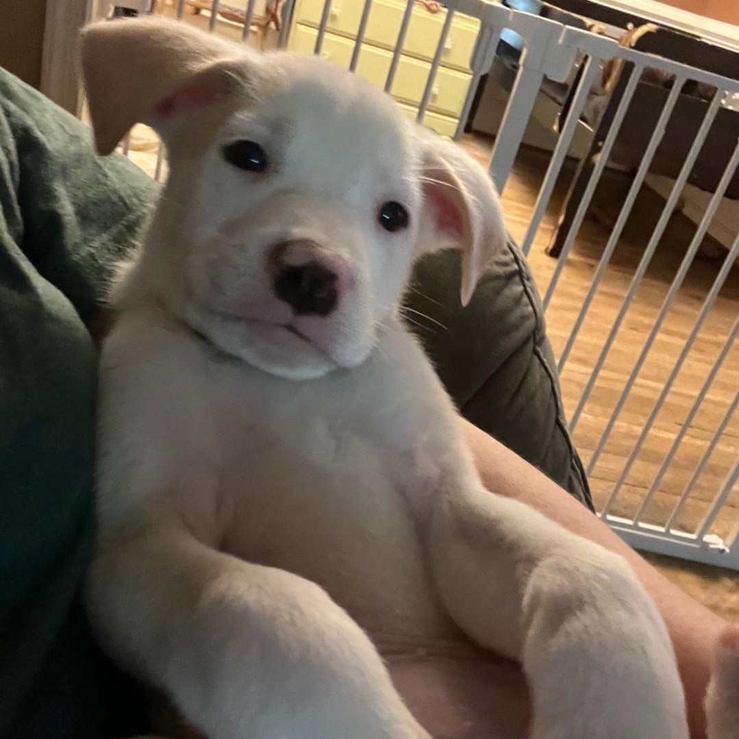 Ghost, an adopted mixed breed in Colonial Heights, VA image 3/3