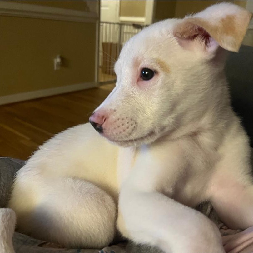 Ghost, an adopted mixed breed in Colonial Heights, VA image 2/3
