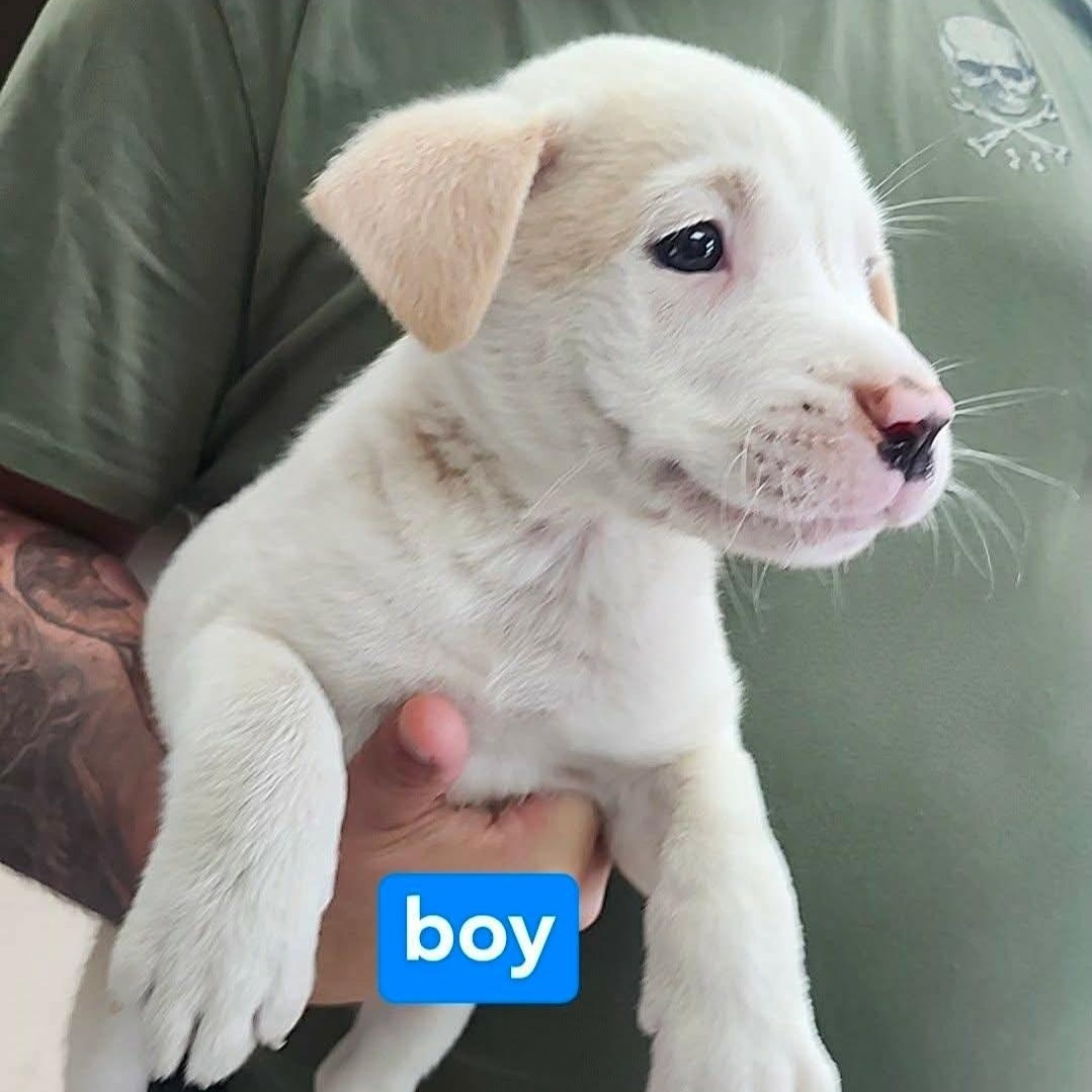 Ghost, adopted, Puppy Male American Staffordshire Terrier & Pit Bull Terrier.