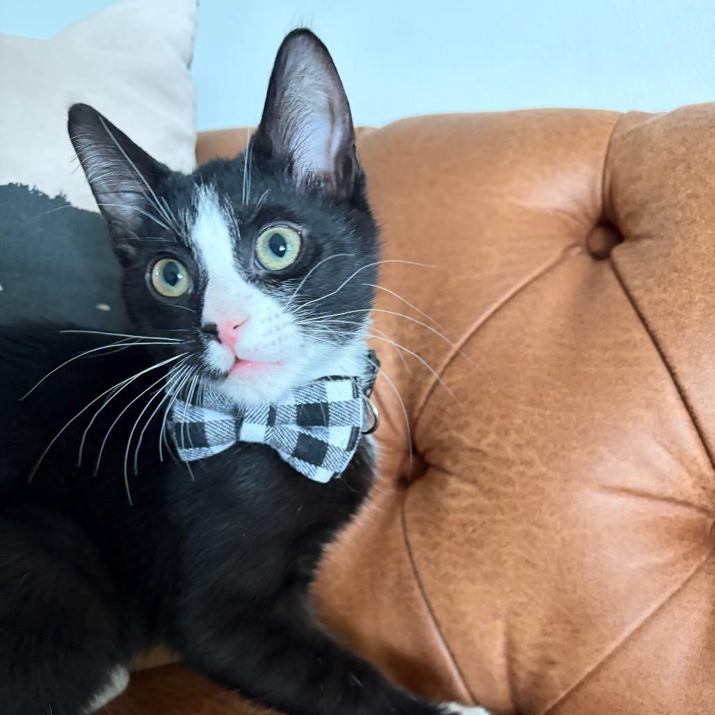 Fig, Adoptable, Kitten Male Domestic Short Hair.
