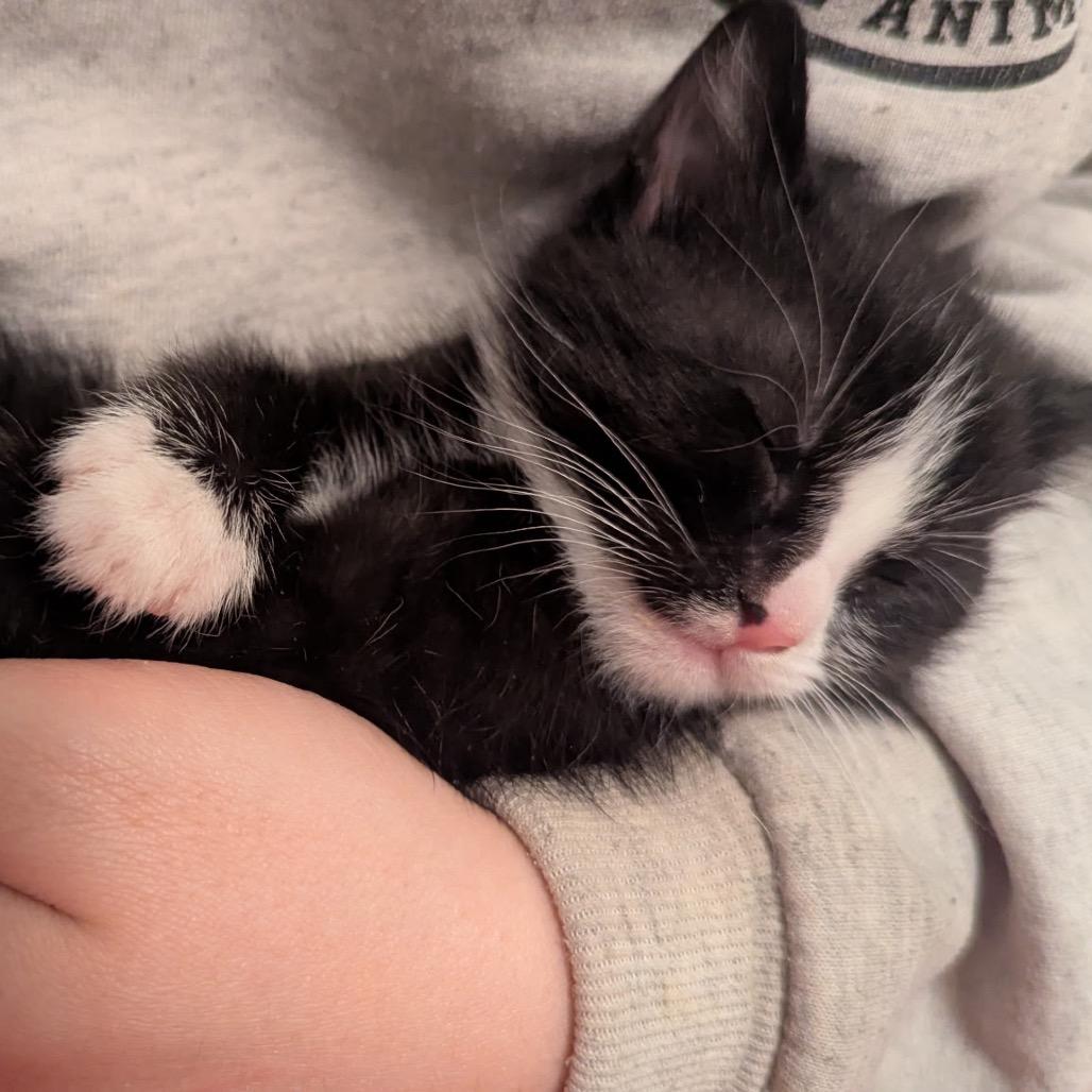 Fig, a Adoptable Domestic Short Hair in Bountiful, UT image 1/2