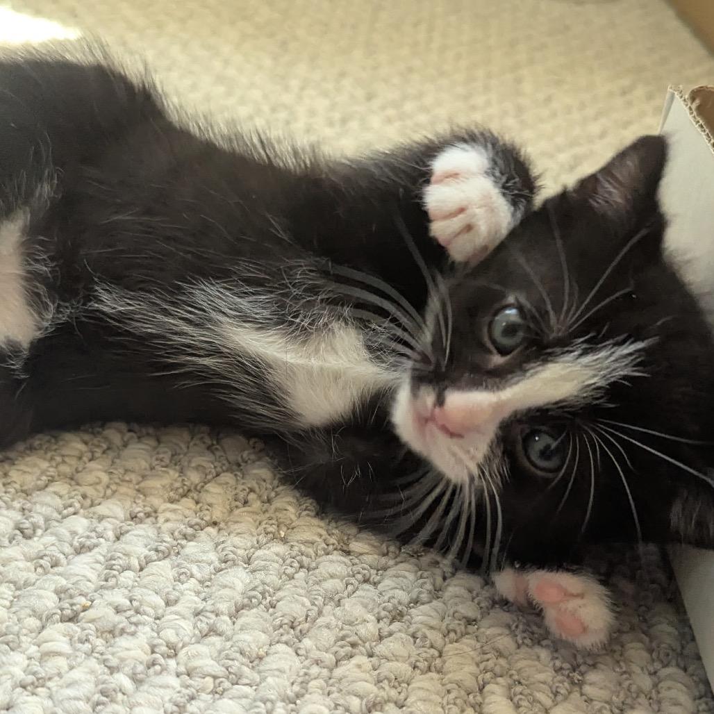 Fig, a Adoptable Domestic Short Hair in Bountiful, UT image 2/2
