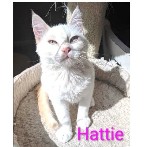 Hattie, Adoptable, Kitten Female Siamese.