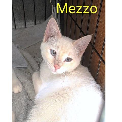 Hattie, a Adoptable Siamese in Salt Lake City, UT image 2/3