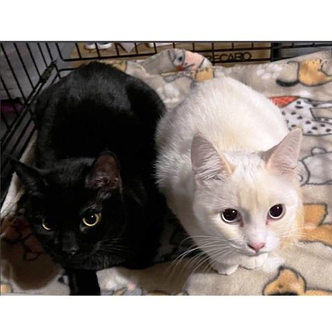 Hattie, Adoptable, Kitten Female Siamese.