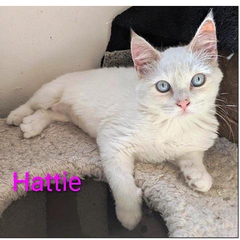 Hattie