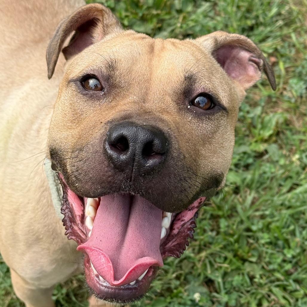 Fawn, a Adoptable Mixed Breed in Chattanooga, TN image 1/6