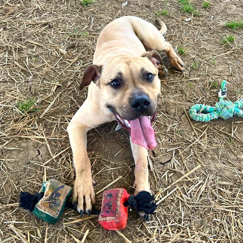 Fawn, a Adoptable Mixed Breed in Chattanooga, TN image 2/6