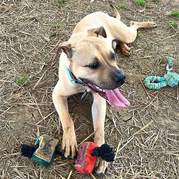 Fawn, a Adoptable Mixed Breed in Chattanooga, TN image 3/6