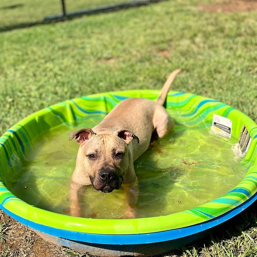 Fawn, a Adoptable Mixed Breed in Chattanooga, TN image 4/6