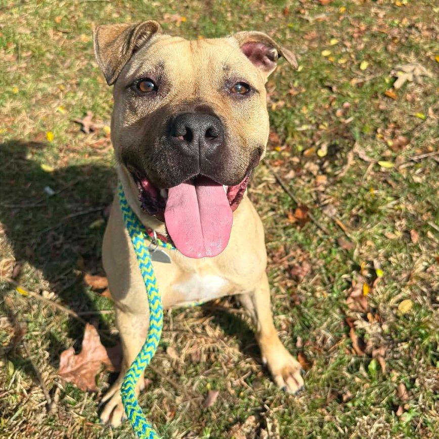 Fawn, a Adoptable Mixed Breed in Chattanooga, TN image 6/6