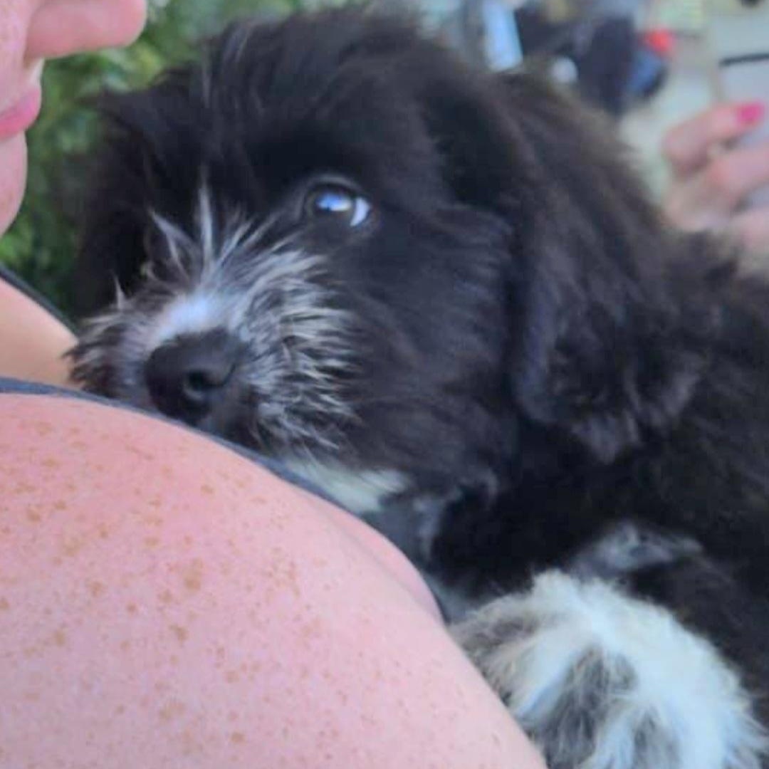 MAXY "The Little Fluffy Litter #2" "In NY: Foster &/or Forever Home Needed!", adopted, Puppy Male Shih Tzu.