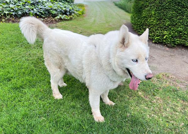 Minero, Adoptable, Adult Male Siberian Husky.