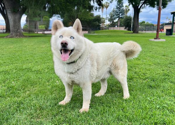 Minero, Adoptable, Adult Male Siberian Husky.